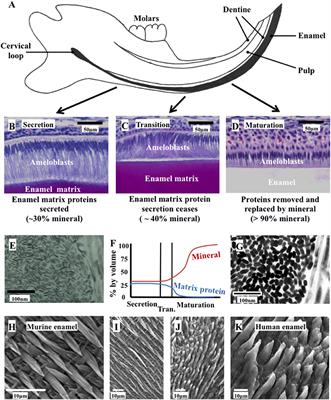 Amelogenesis Imperfecta; Genes, Proteins, and Pathways